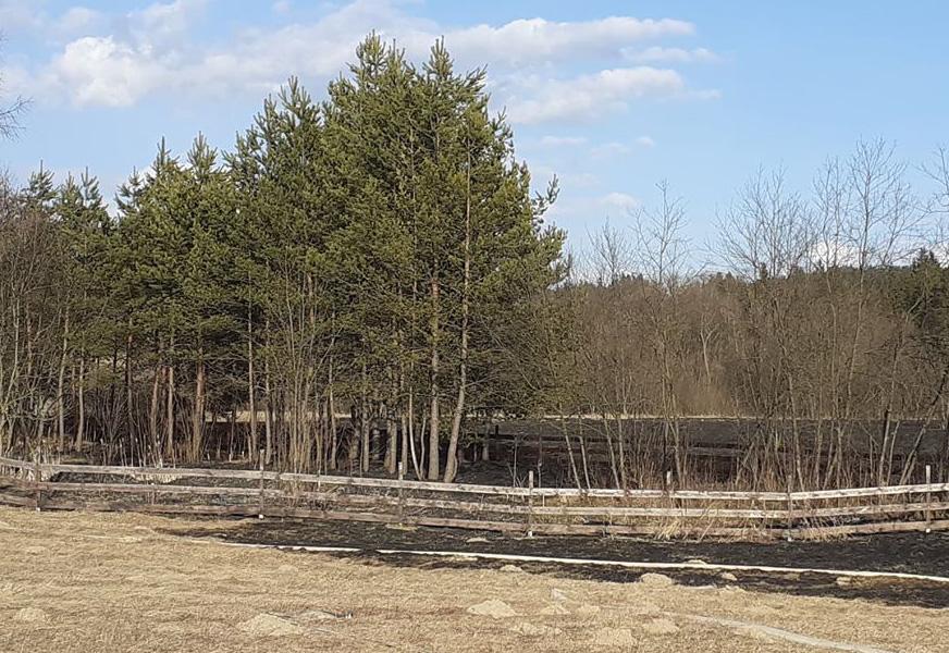 Podwilk. Pożar pod lasem (zdjęcia)