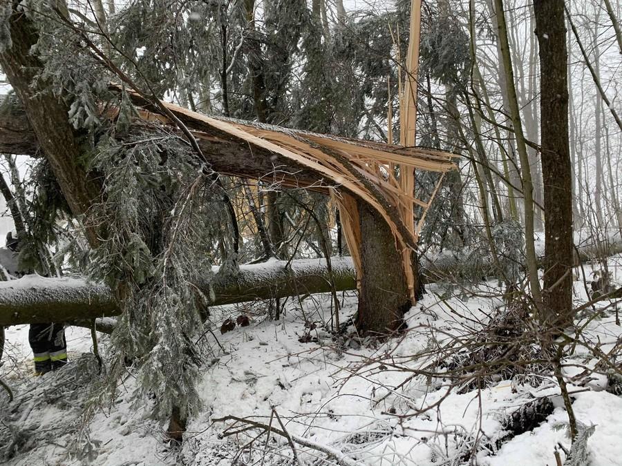Powalone drzewa, zerwane linie telefoniczne i energetyczne w Maruszynie (zdjęcia)