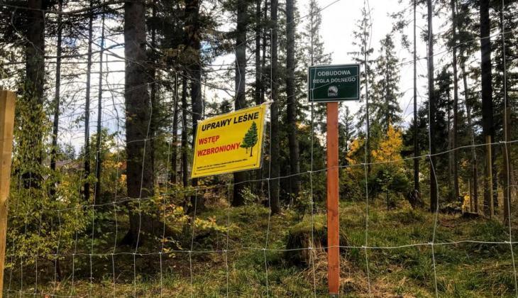 Drzewostan regla dolnego do odnowy