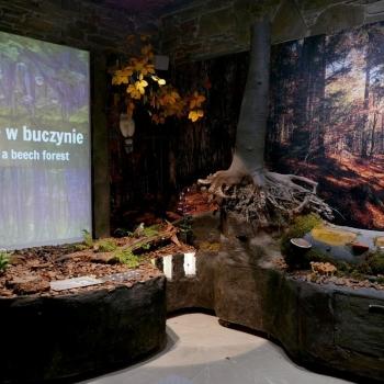 Nowa atrakcja przyrodnicza w Gorcach otwarta