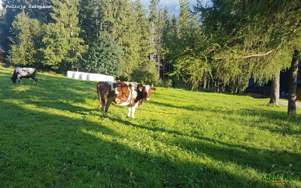 Gubałówka. Krowa zraniła 9-latkę