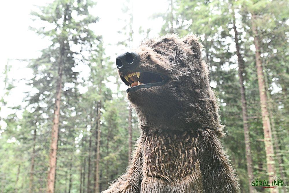Uwaga! Niedźwiedź brunatny na szlakach (zdjęcia)