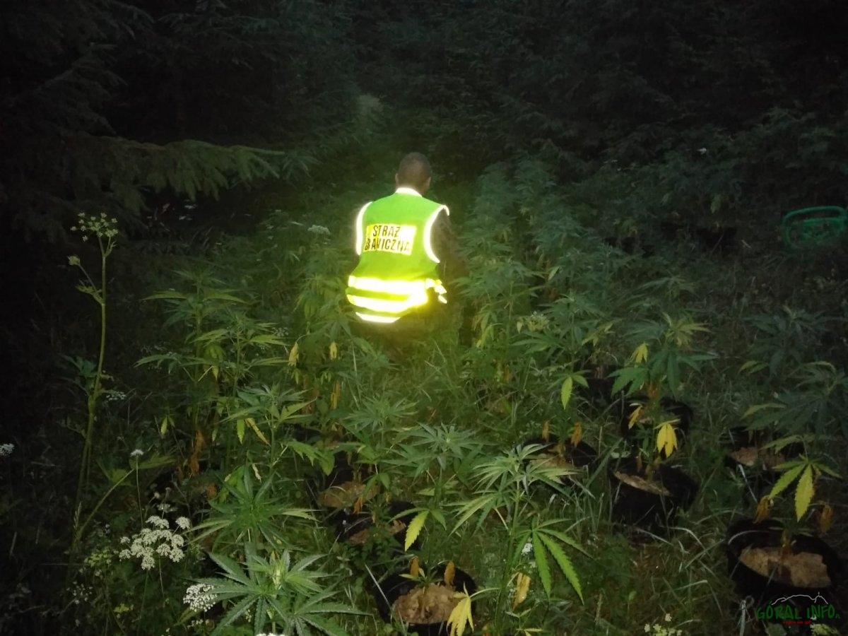 Nielegalna plantacja marihuany w Czarnej Górze zlikwidowana