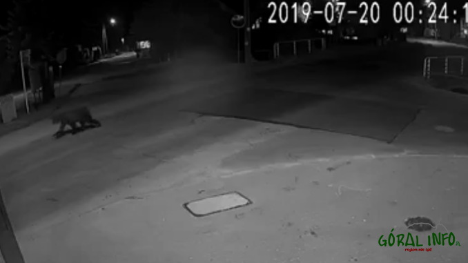 Spacerujący niedźwiedź w Krempachach