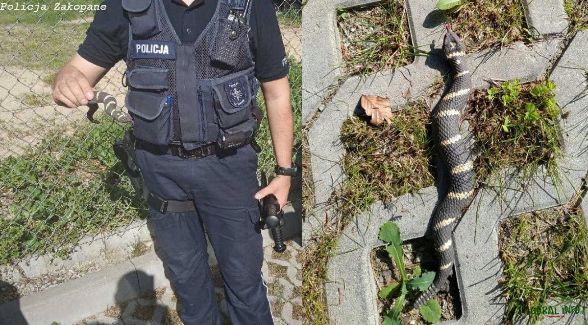 W Zakopanem zaatakowała żmija ..... plastikowa - interweniowali policjanci