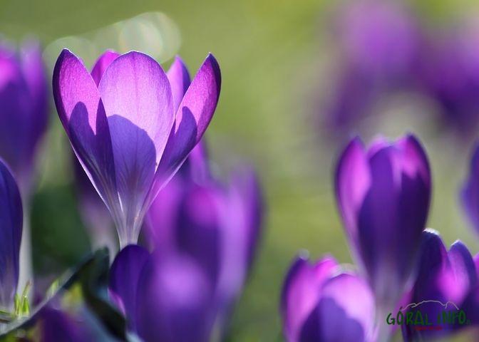 „Hokus krokus” – gra w deptanego