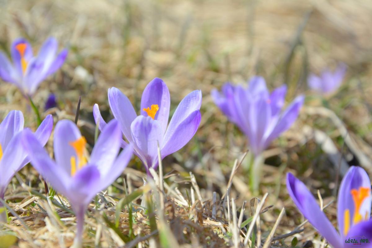 Pierwsze krokusy na Podhalu (zdjęcia)