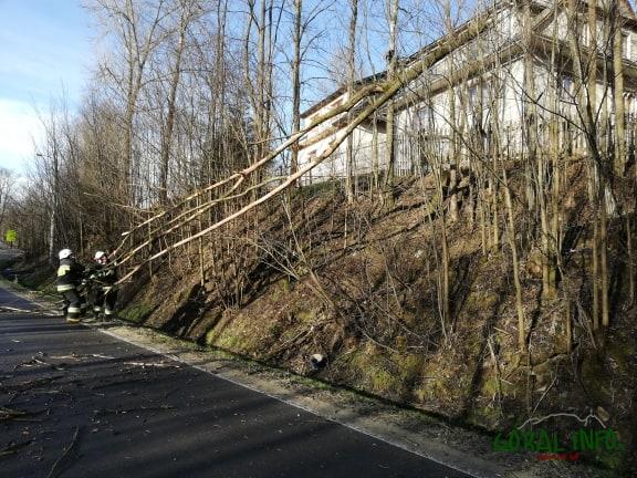 Drzewo oparło się na linii energetycznej w Starem Bystrem (zdjęcia)