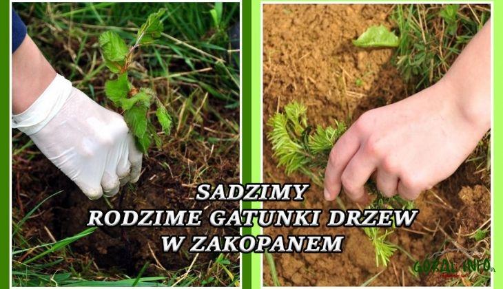 Akcja edukacyjna sadzenia drzew i krzewów rodzimych