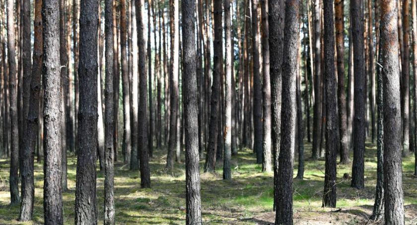 Od 1 maja w każdym nadleśnictwie specjalne obszary do nocowania na dziko