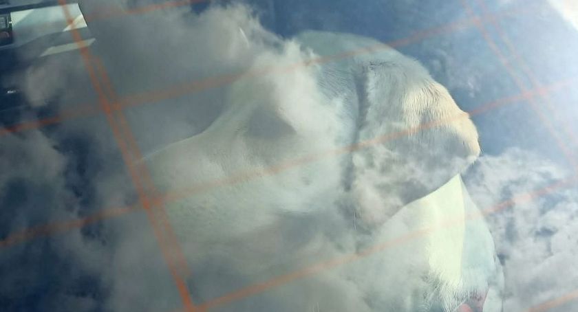 Piesek skomlał w rozgrzanym zamkniętym samochodzie - jego właścicielka poszła nad Morskie Oko