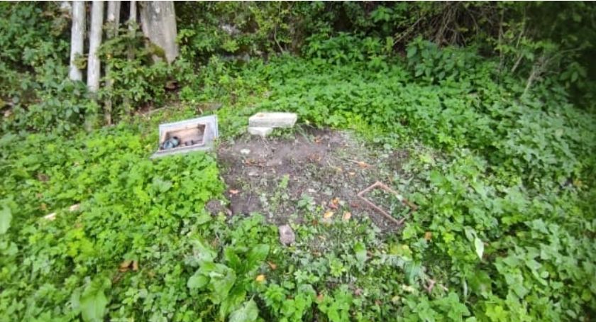 Niedźwiedź buszuje w Pieninach - zniszczył ule 