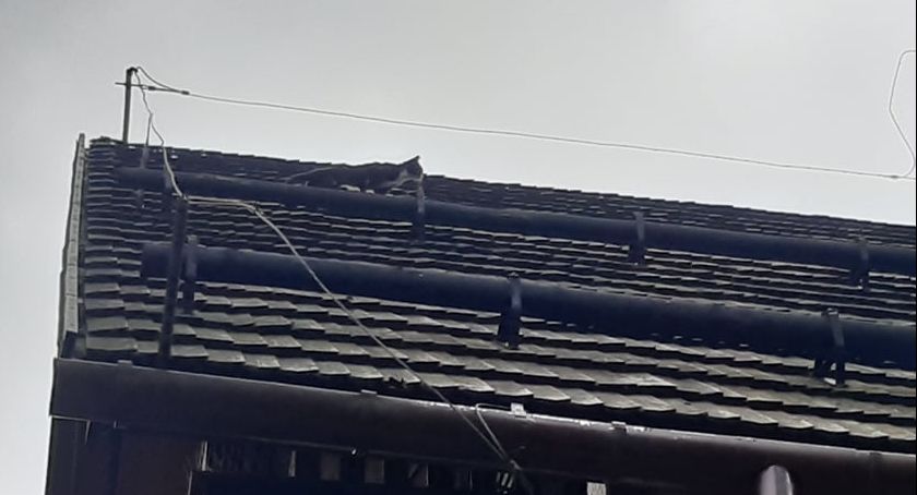 Strażacy ratowali kotka w Zakopanem