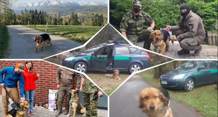 Giro - pomocnik graniczny w nowym domu już od roku 
