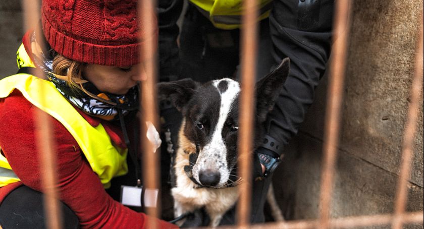 Pogotowie dla Zwierząt: policja w największym schronisku dla psów