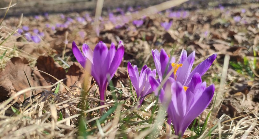 Krokusy już są - fioletowy początek wiosny