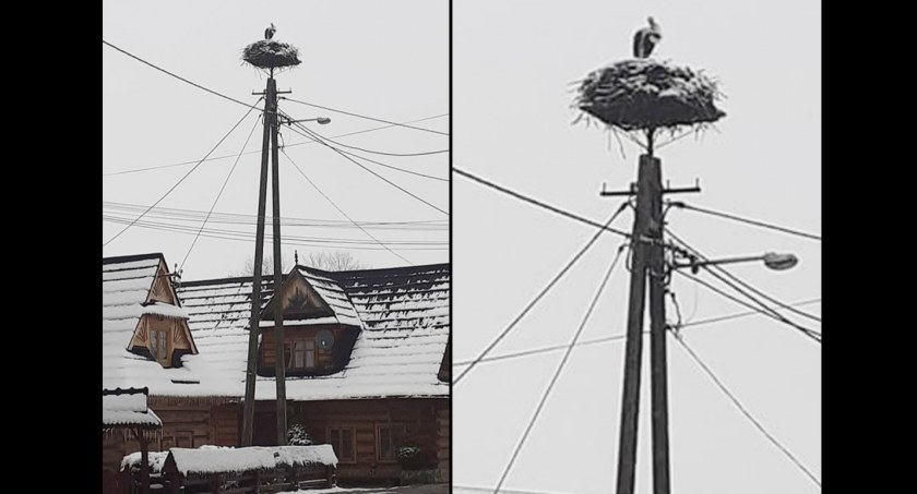 Bociany już są, ale gdzie ta wiosna?