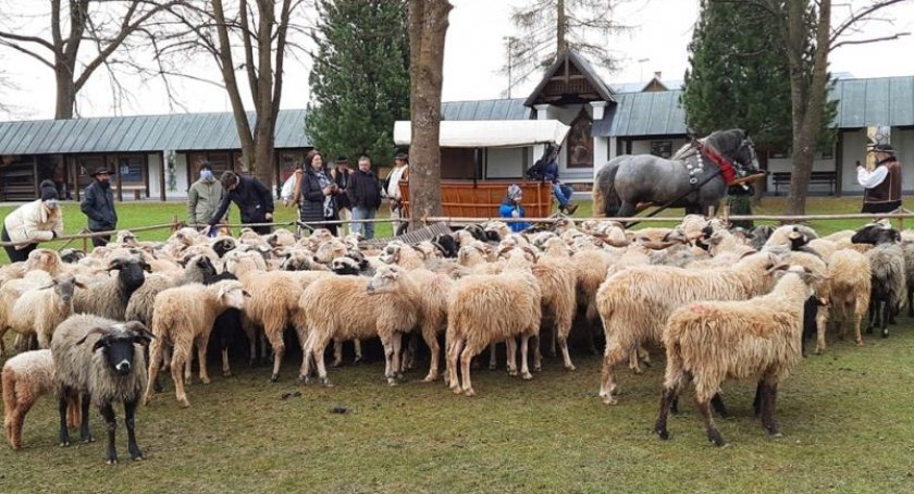 Święto Bacowskie oraz Dzień Produktu Górskiego w Ludźmierzu