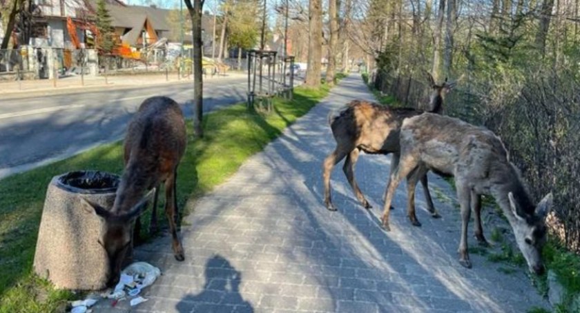 Dzikie zwierzęta w centrum Zakopanego - nie wolno ich dokarmiać