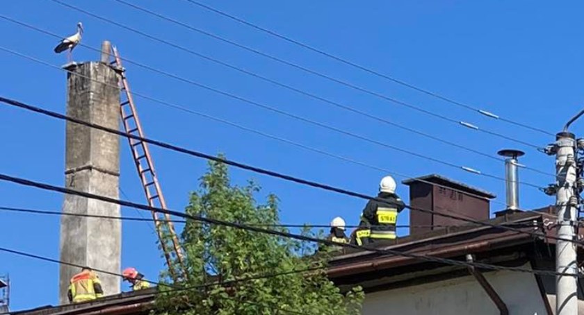 Pożar bocianiego gniazda w Poroninie