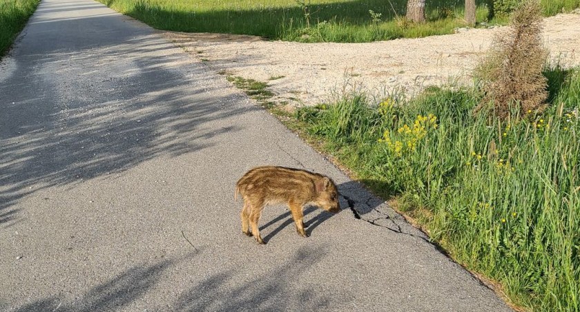 Zagubiony warchlak na ścieżce rowerowej w Czarnym Dunajcu 
