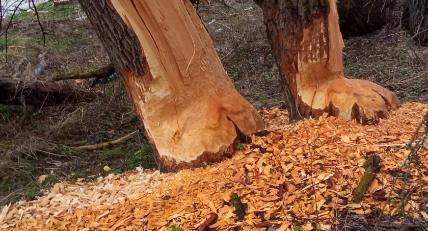 Bobry nad Dunajcem na pograniczu Harklowej i Knurowa