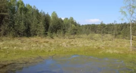 Rezerwat „Bór na Czerwonem” w Nowym Targu powiększon…