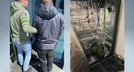  Narkotyki z domowej uprawy. Kryminalni z Nowego Tar&hellip;