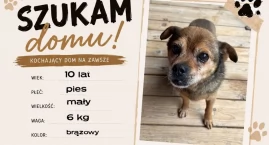 Gmina Poronin szuka domów dla psów - samorząd apeluj&hellip;