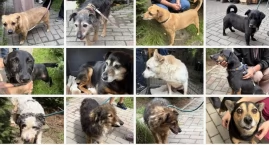 Kolejne psy opuściły schronisko w Nowym Targu. Dla w&hellip;