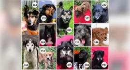 Adopcja psa w gminie Jabłonce. Wcześniejsze zgłoszen&hellip;