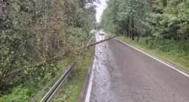 Ulewa powaliła drzewa na drogę. Strażacy z Zaskala s&hellip;