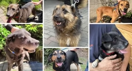 Kolejny dzień adopcji w schronisku w Nowym Targu. Sz&hellip;