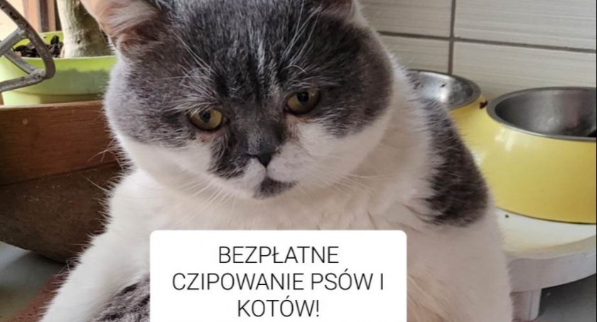 Darmowe czipowanie radomszczańskich psów i kotów. Ta informacja powinna ucieszyć właścicieli czworonogów