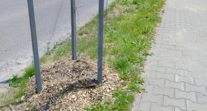 Ulica Prymasa Wyszyńskiego. Czytelniczka: Tu zostaną wsadzone jakieś drzewka? Dendrolog: Już były, ale ktoś je wyrwał