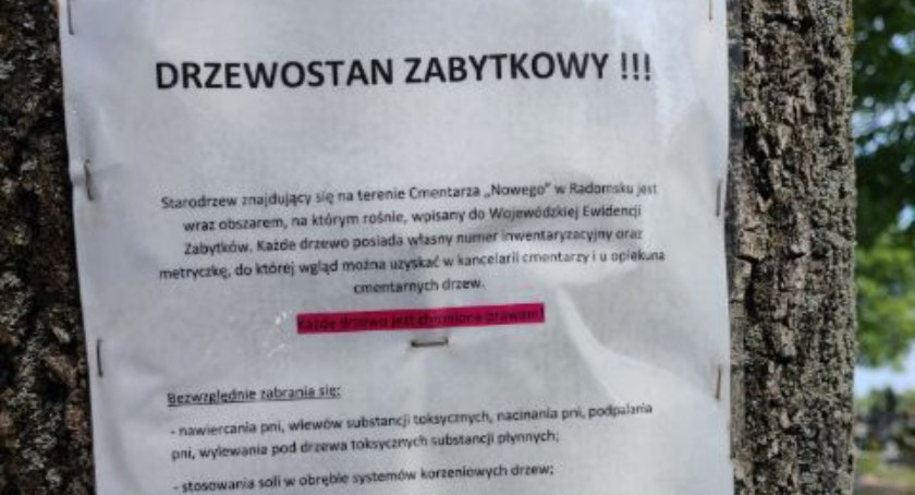 Czytelnik: Drzewa zabytkowe, a oni w nie zszywki wbijają. Ernest Rudnicki: Spokojnie, to im nie szkodzi