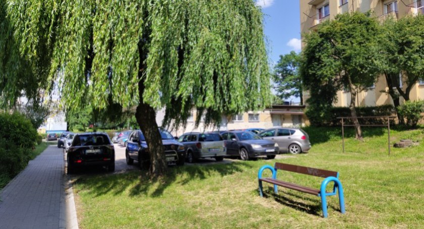 Nowe nasadzenia drzew w Radomsku. Kilkaset na osiedlu Mickiewicza