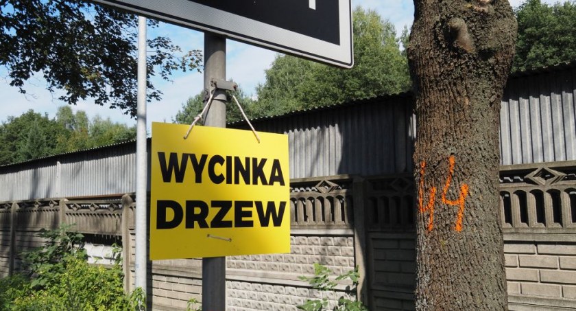 Czytelnik: GDDKiA urządza wielką rzeź drzew przy DK91. Tam jest około 140 drzew skazanych na to, że pójdą pod piłę