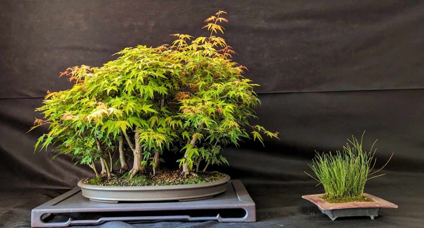Wystawa bonsai z radomszczańskim akcentem. Nasi w Częstochowie