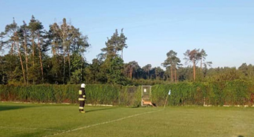 Strażacy ochotnicy z Gomunic ratowali sarnę, która wbiegła na miejscowy stadion i nie umiała wyjść