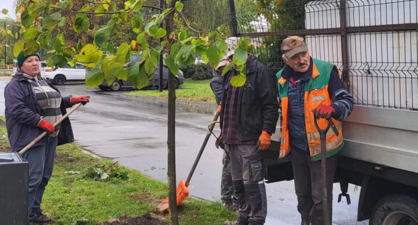 Jeden ze zwycięskich projektów w siódmej edycji Budżetu Obywatelskiego jest właśnie realizowany. W mieście będzie więcej drzew
