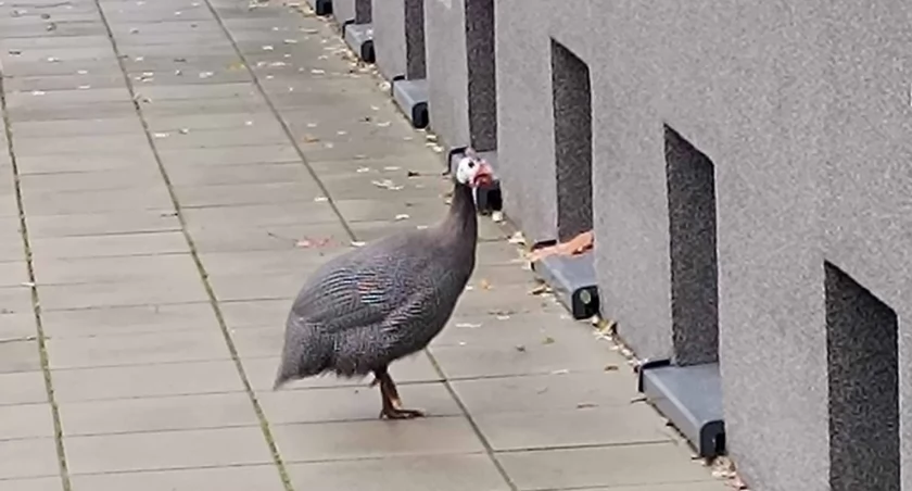 Perliczka na gigancie. A konkretnie to pod urzędem miasta. Może ktoś poszukuje tego ptaka?