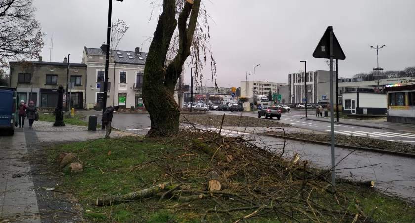 Dendrolog Ernest Rudnicki nie ma wątpliwości. Wierzba płacząca przy ulicy Żeromskiego jest w stanie agonalnym
