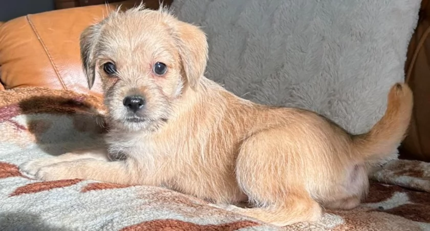 [ZDJĘCIA] Radomszczańskie schronisko zachęca do adopcji psów. Można dać szczeniakom lub suczce i jej synowi