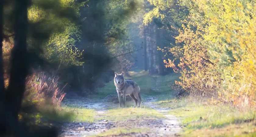 Nie wywołuj wilka z lasu: W Nadleśnictwie Gidle żyje kilka watah