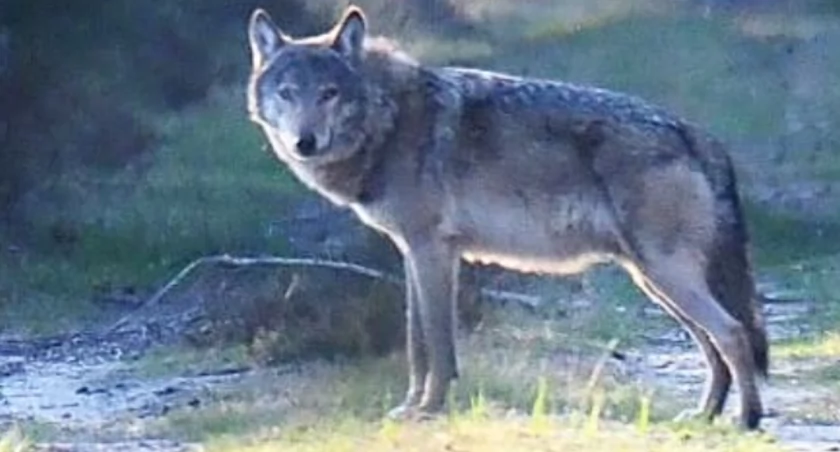 Głodne wilki podchodzą coraz bliżej. Resztki rozszarpanej sarny znaleziono w pobliżu klasztoru w Gidlach