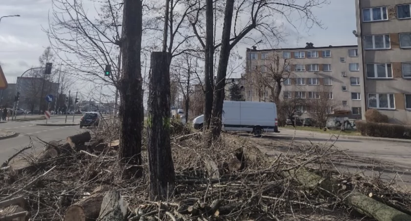 Czytelnik: Przy Jagiellońskiej tną drzewa jak leci. Kolejna rzeź? Dendrolog: Musimy, okazało się, że topole są w złym stanie