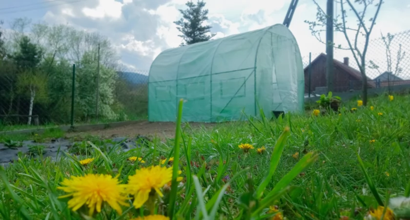 Tunel Foliowy w Twoim Ogrodzie: Oaza Warzyw i Owoców przez Cały Rok