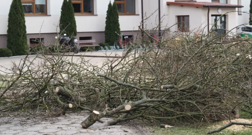 Dobryszycka siekierezada: Wniosek o wycinkę był, zgoda była, ale liczby coś się nie zgadzają
