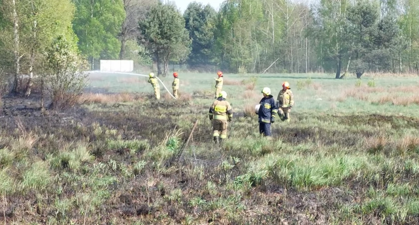 Pożar traw w miejscowości Wygoda. Z ogniem walczyło kilka zastępów straży 